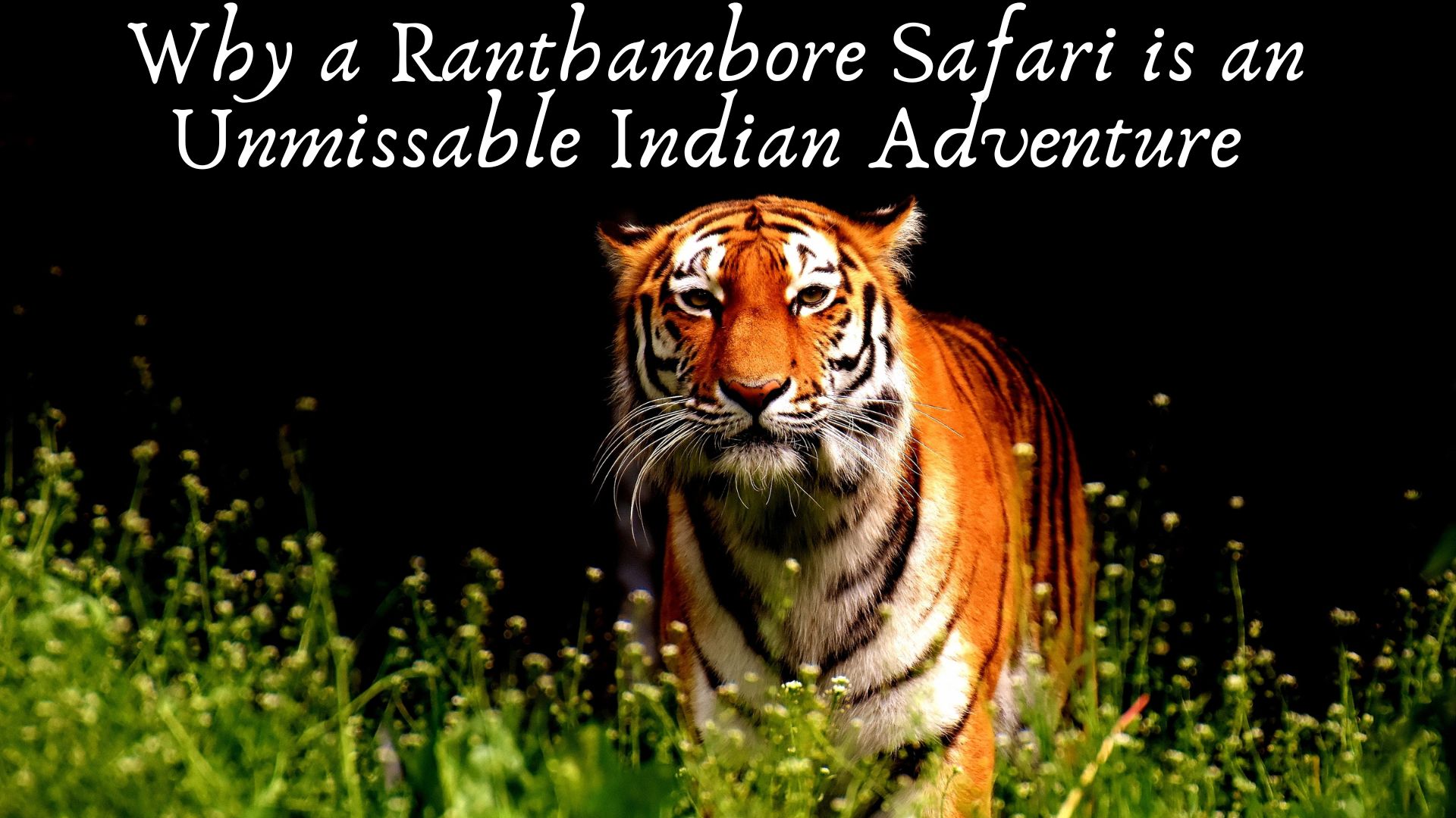 Why a Ranthambore Safari is an Unmissable Indian Adventure 