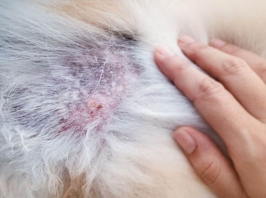 Bacterial & Fungal Skin Infections in Dogs