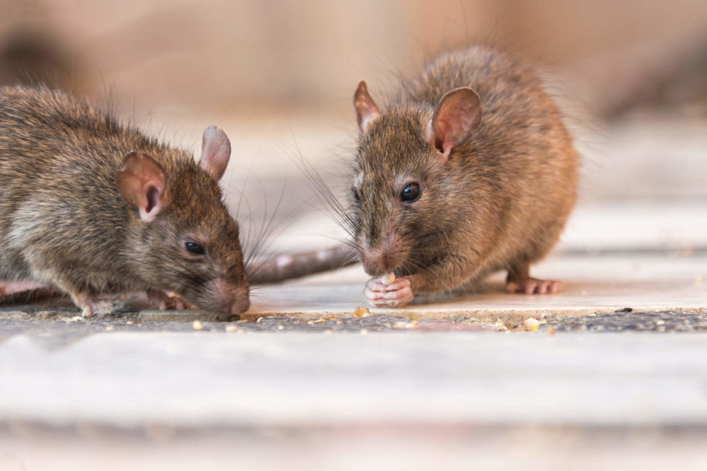 rat removal houston