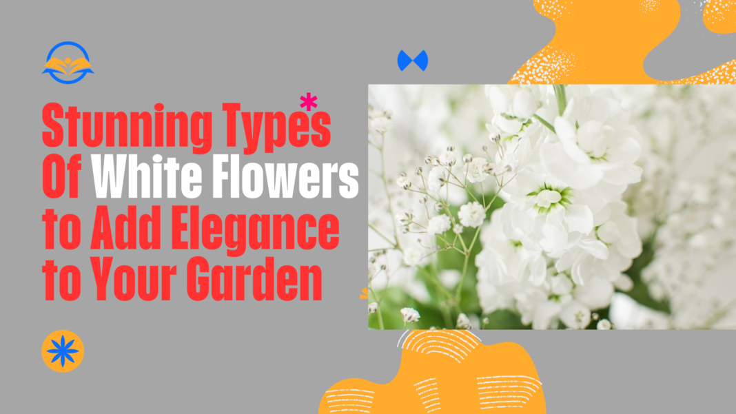 Types of White Flowers