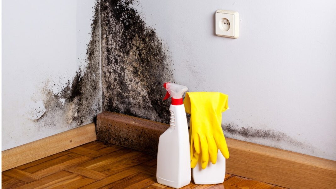 unpleasant-neighbors-microbes-bacteria-mold-where-to-look-for-them-and-how-to-fight-them