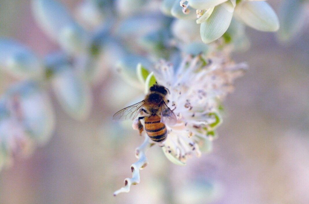 Bee-Friendly Environments After Relocation